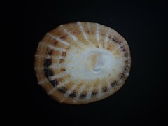 Scutellastra peronii