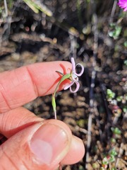 Disa biflora