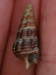 Batillaria australis