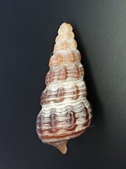 Batillaria australis