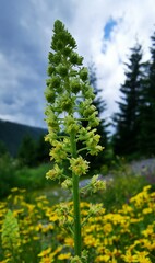 Reseda lutea