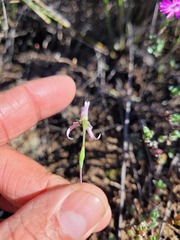 Disa biflora