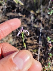 Disa biflora