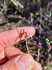 Disa biflora