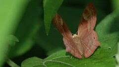 Abisara bifasciata
