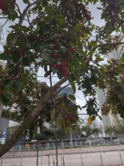 Ilex rotunda microcarpa