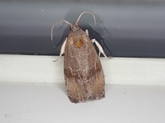 Evora hemidesma