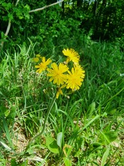 Crepis praemorsa