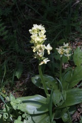 Orchis pallens