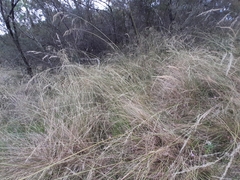 Austrostipa rudis