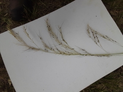 Austrostipa rudis