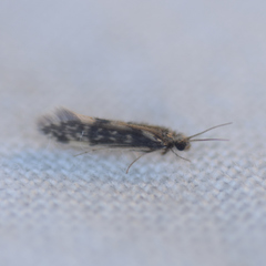 Agraylea multipunctata