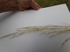 Austrostipa rudis