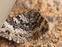 Chrysolarentia argocyma