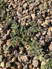 Ambrosia confertiflora