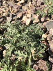 Ambrosia confertiflora