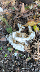 Ileodictyon cibarium