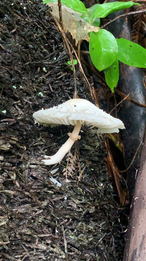 Onion stalk Parasol In January 2023 By Alexbarnard INaturalist onion-stalk-parasol-in-january-2023-by-alexbarnard-inaturalist
