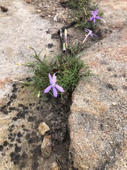 Lithotoma axillaris