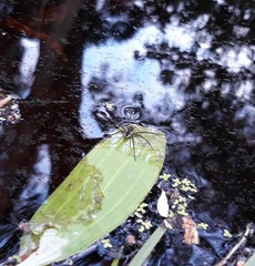 Dolomedes facetus