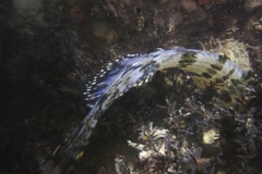 Heterostichus rostratus