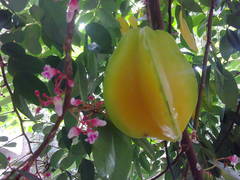 Averrhoa carambola