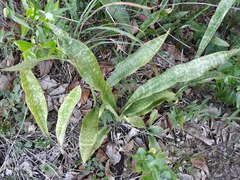 Sansevieria trifasciata