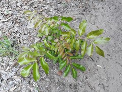 Canarium australianum