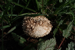 Amanita magniverrucata
