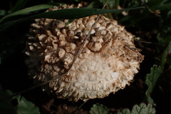 Amanita magniverrucata