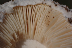 Amanita magniverrucata