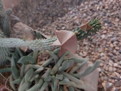 Hoodia