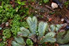 Riccia trichocarpa