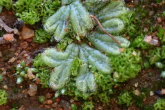 Riccia trichocarpa