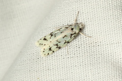 Izatha peroneanella