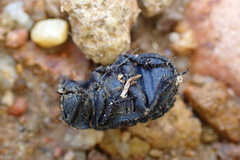 Trogidae