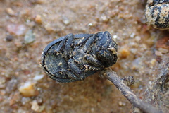 Trogidae