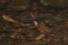 Austroaeschna pulchra