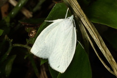 Nymphostola galactina