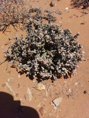 Schlechteranthus hallii