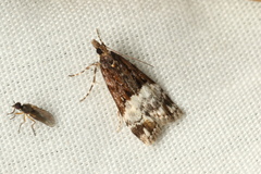 Scoparia minusculalis