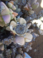 Schlechteranthus hallii