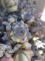 Schlechteranthus hallii