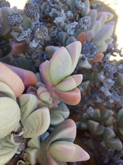 Schlechteranthus hallii