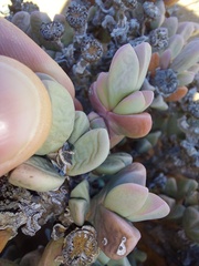 Schlechteranthus hallii