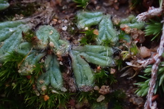 Riccia trichocarpa