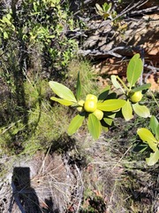 Hyaenanche globosa