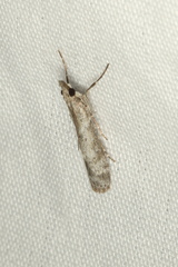 Eudonia leptalaea