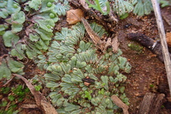 Riccia trichocarpa