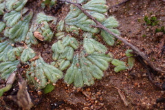 Riccia trichocarpa